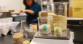 Grains being measured in a laboratory