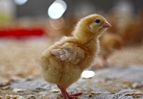 Baby chick standing in a barn with blurred background