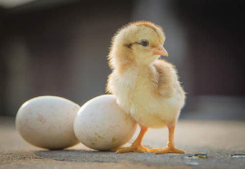 Chick standing next to two eggs