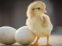 Chick standing next to two eggs