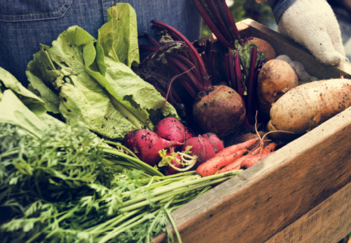 Farmer with gloves on holding basket full of freshly harvested vegetables