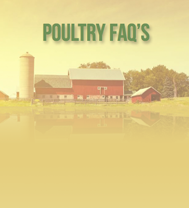 Infographic - Poultry Myths FAQs