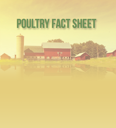 Infographic - Poultry Myths Fact Sheet