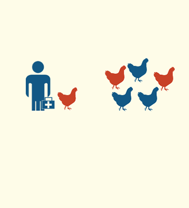 Infographic - Raising Healthy Chickens