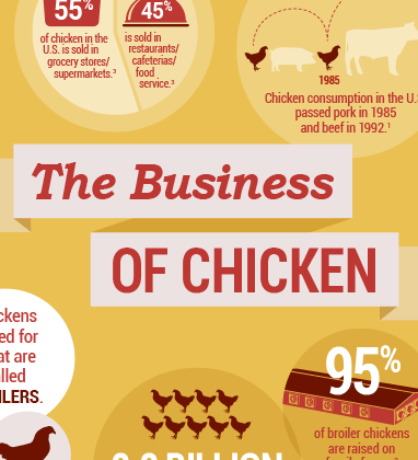 Infographic - The Business of Chicken